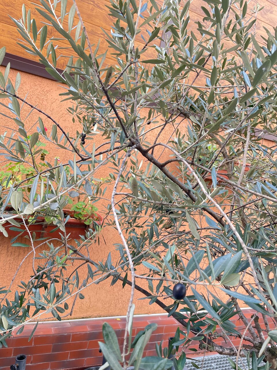 Гостевой дом Жемчуг Village Веселое-221