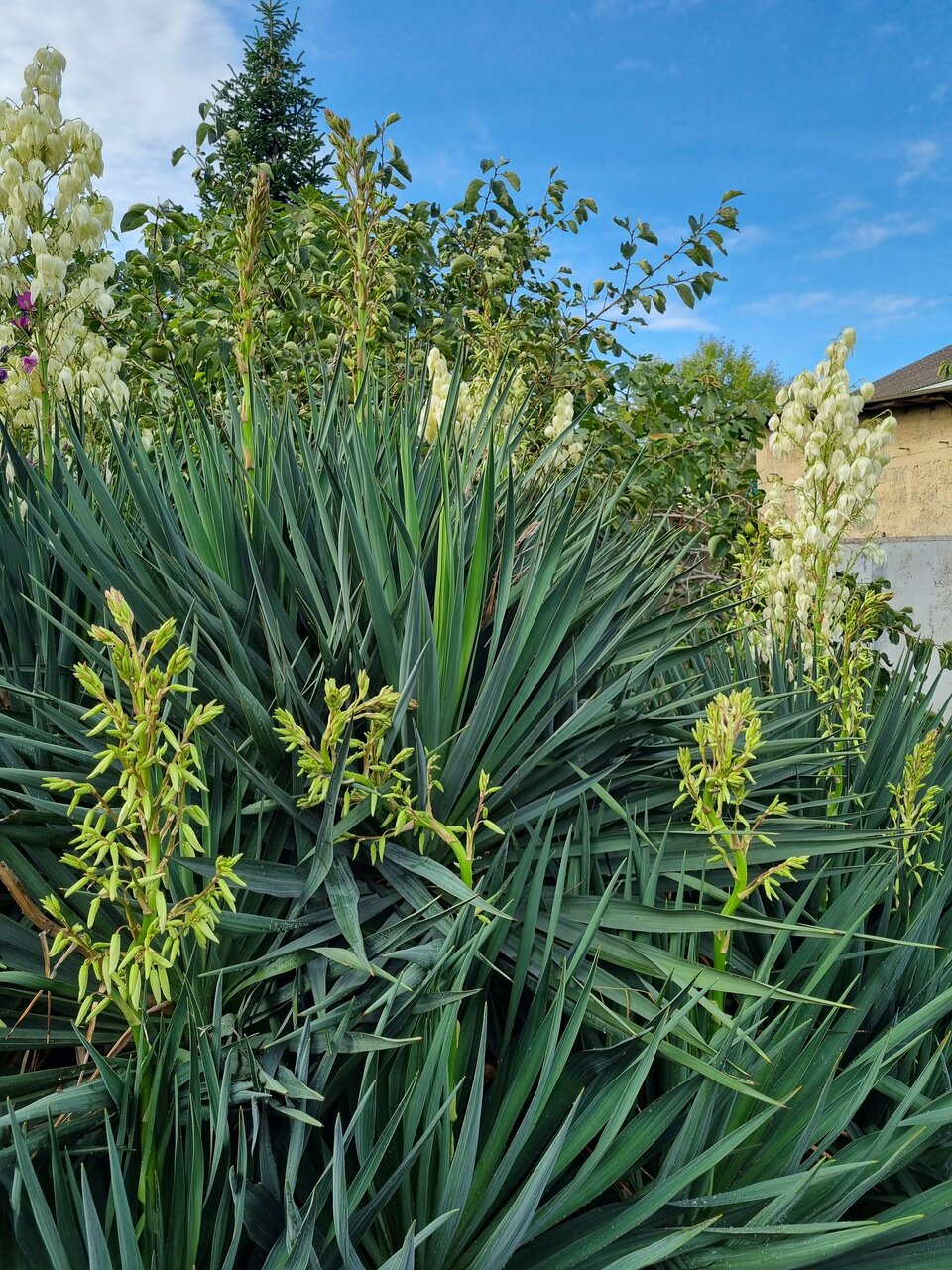 Гостевой дом Жемчуг Village Веселое-140