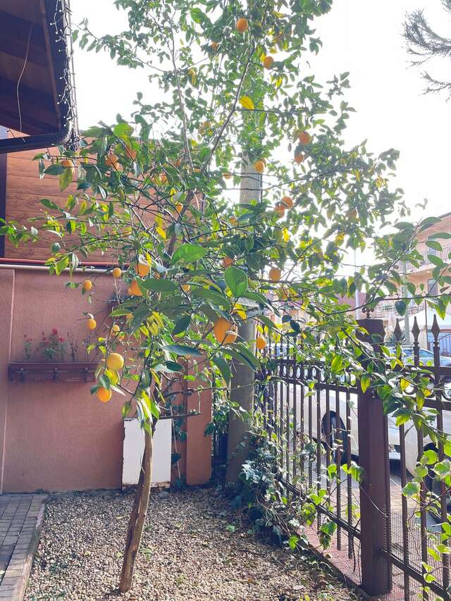 Гостевой дом Жемчуг Village Веселое-202