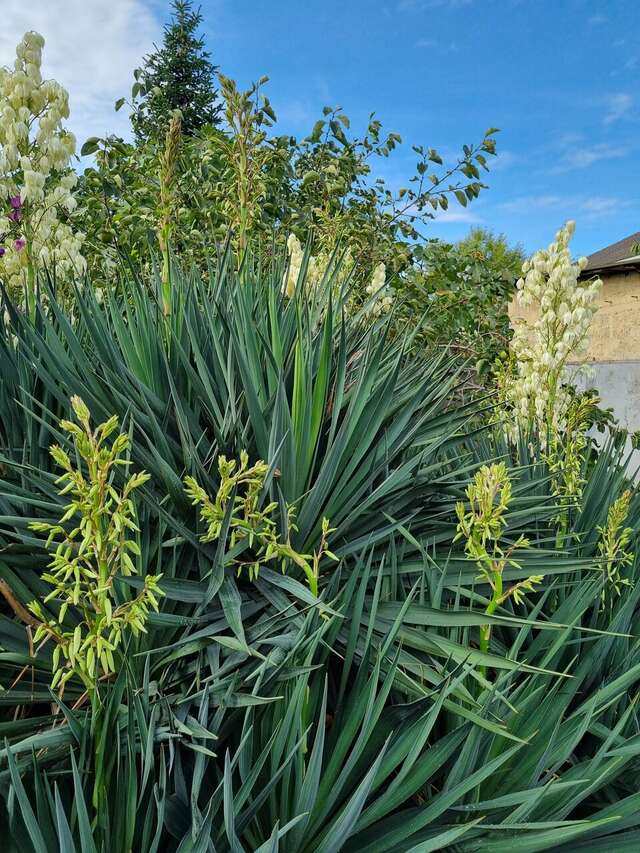 Гостевой дом Жемчуг Village Веселое-139