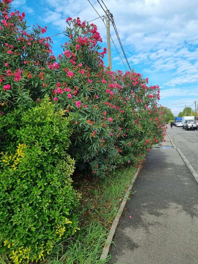 Гостевой дом Жемчуг Village Веселое-154